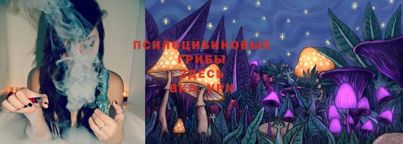 Псилоцибиновые грибы Cubensis  Ессентуки 